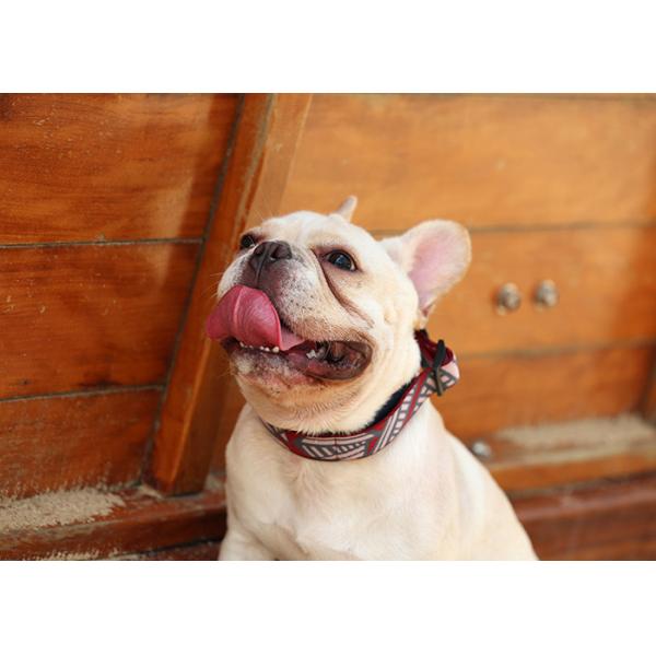 Personalized Reflective Martingale Dog Collars And Matching Leashes Combo