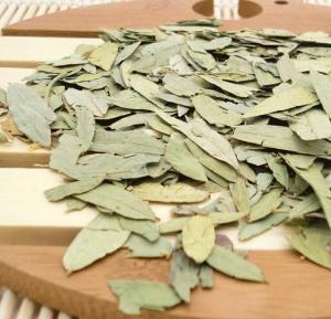 China Dried Senna Leaf Folium Sennae from Cassia angustifolia Vahl use as herbal medicine fan xie ye on sale