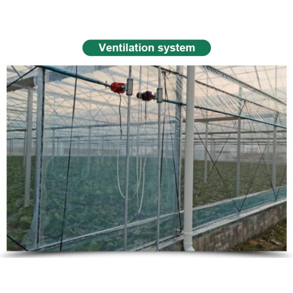 Customized Length Film Multi-Span Greenhouse with Film Cover at Affordable