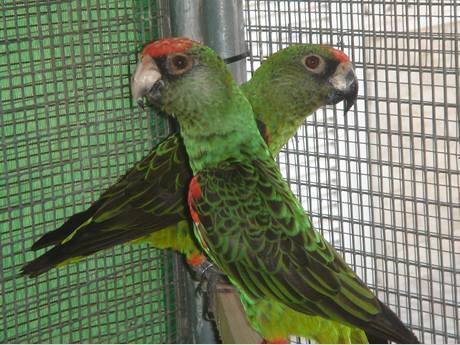 aviary mesh for Medium Pet Birds