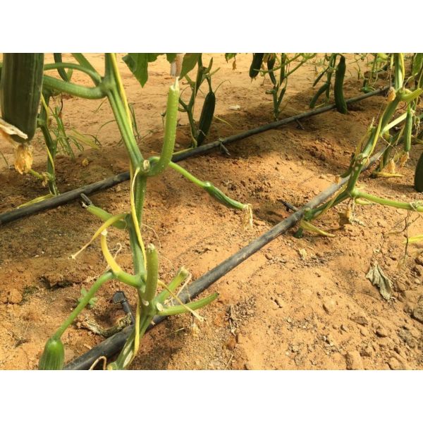 Free Sample Tomato Polypropylene Tying Twine , Plastic Twine Rope 9000 Denier