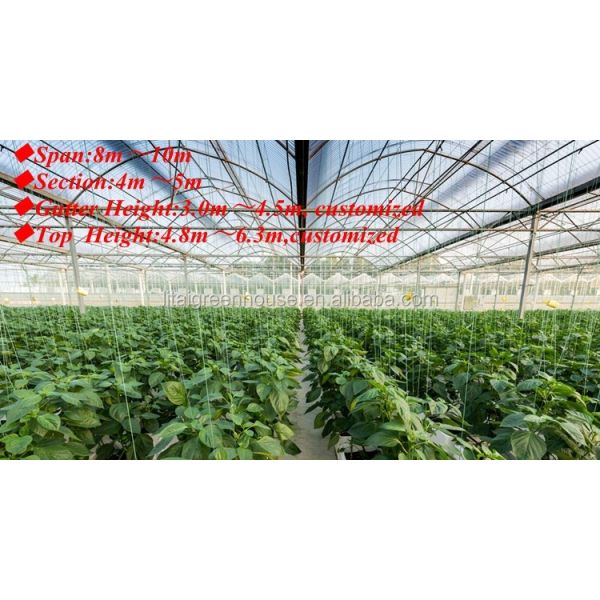 Film Covered Greenhouse for Agriculture in Namibia Affordable and Customizable Height