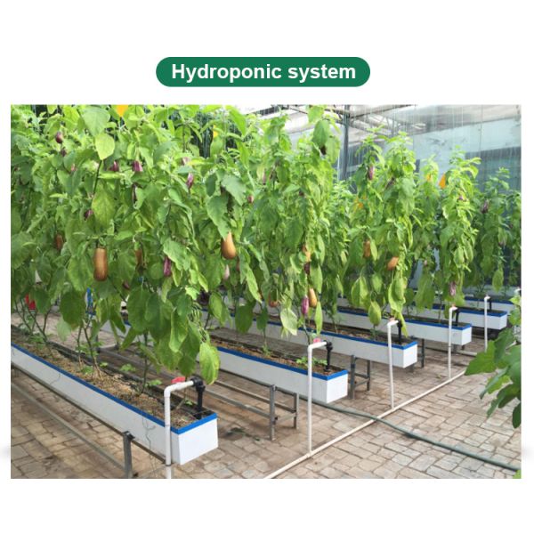 American Tomato Agriculture Polycarbonate Greenhouse Equipped with Hydroponic Systems